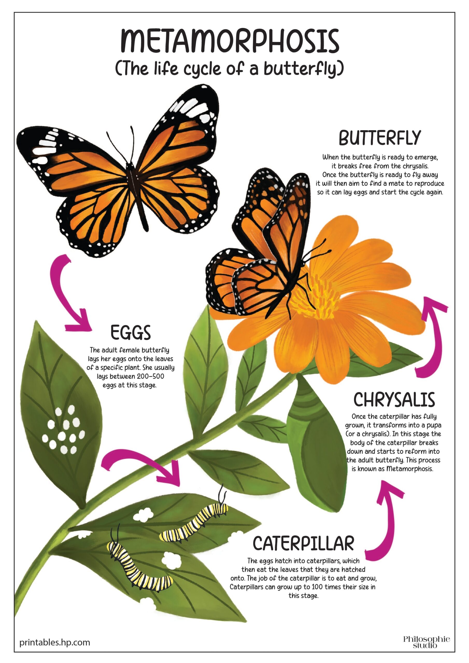 Back To School The Life Cycle Of A Butterfly Printables Free Coloring Pages Learning Worksheets HP Official Site