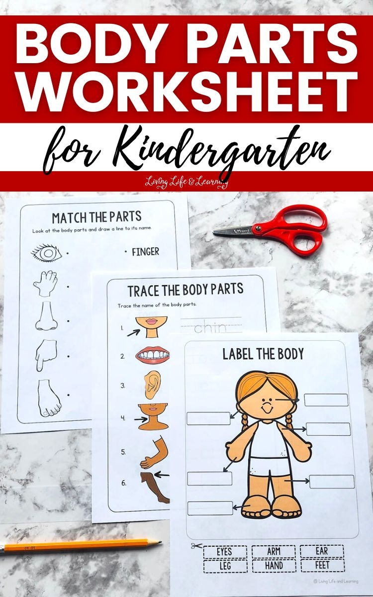 body parts worksheet for preschool