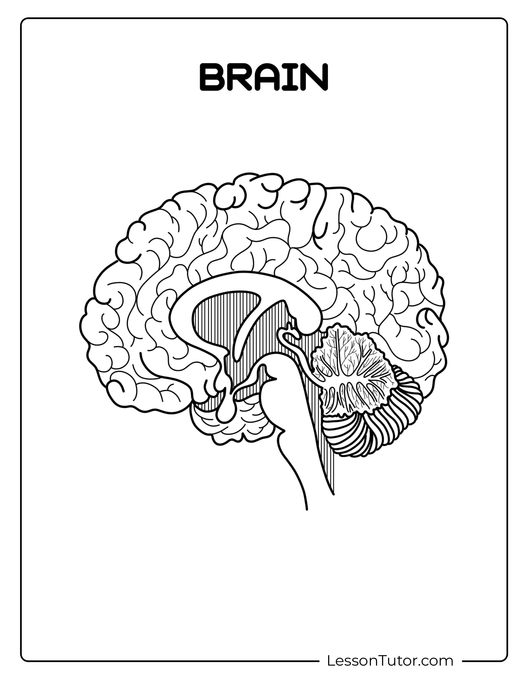 Brain Labeling Worksheets Lesson Tutor