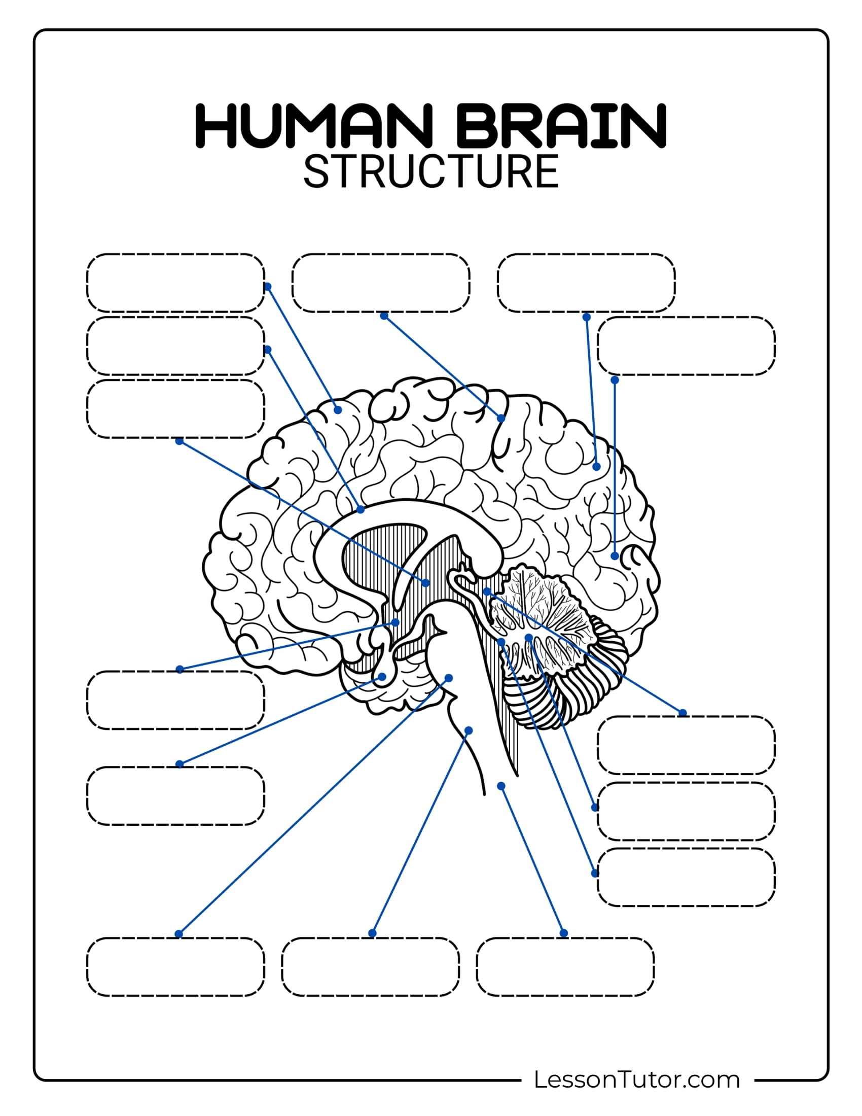 Brain Labeling Worksheets Lesson Tutor