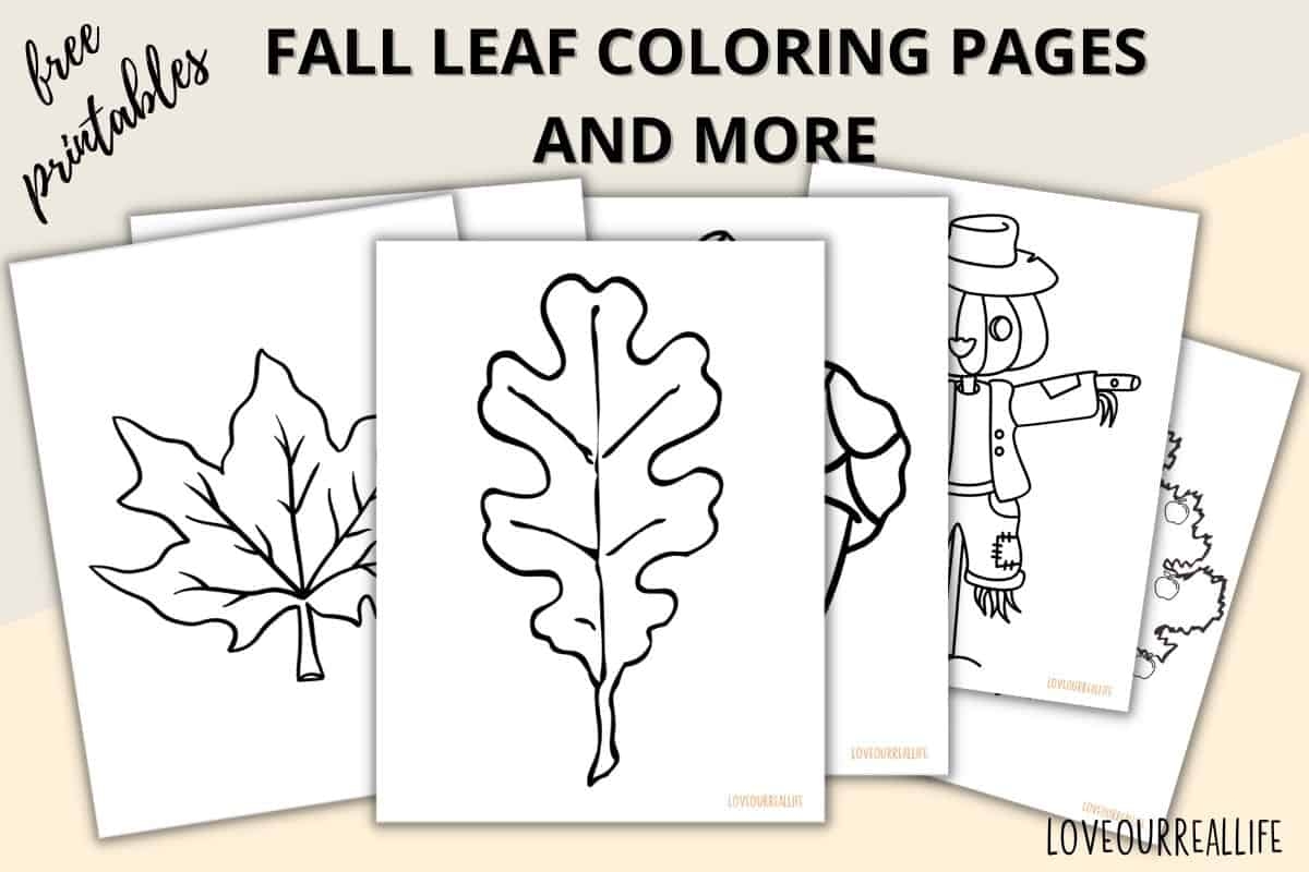 Fall Leaves Coloring Pages FREE Printable Leaf Templates Love Our Real Life Fall Leaves Coloring Pages FREE Printable Leaf Templates Love Our Real Life