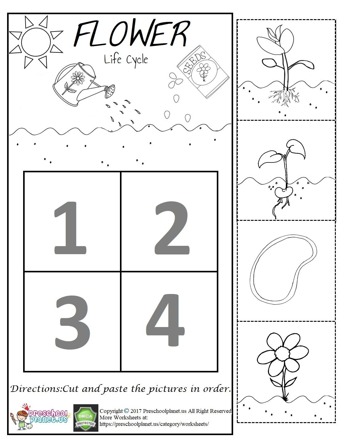 Flower Life Cycle Worksheet
