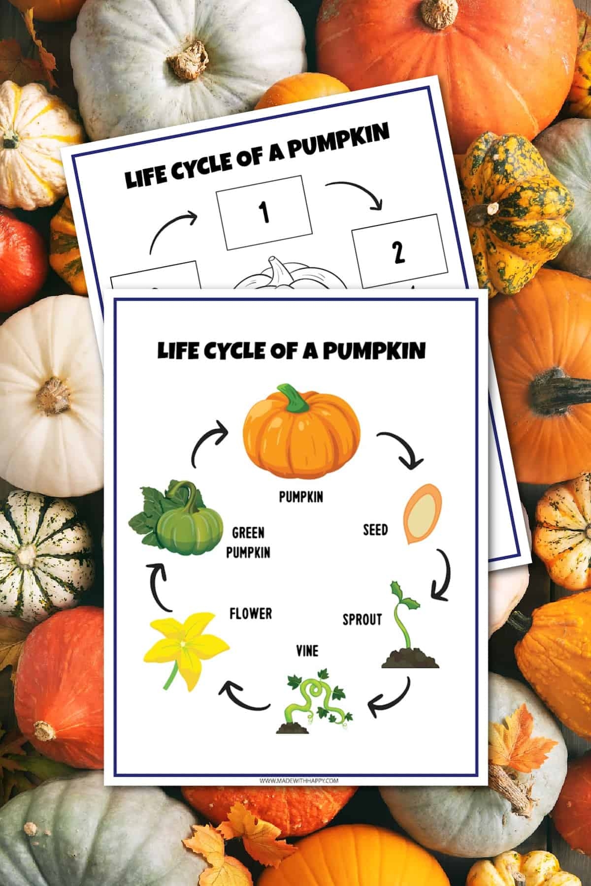 FREE Life Cycle Of A Pumpkin Worksheet Made With HAPPY