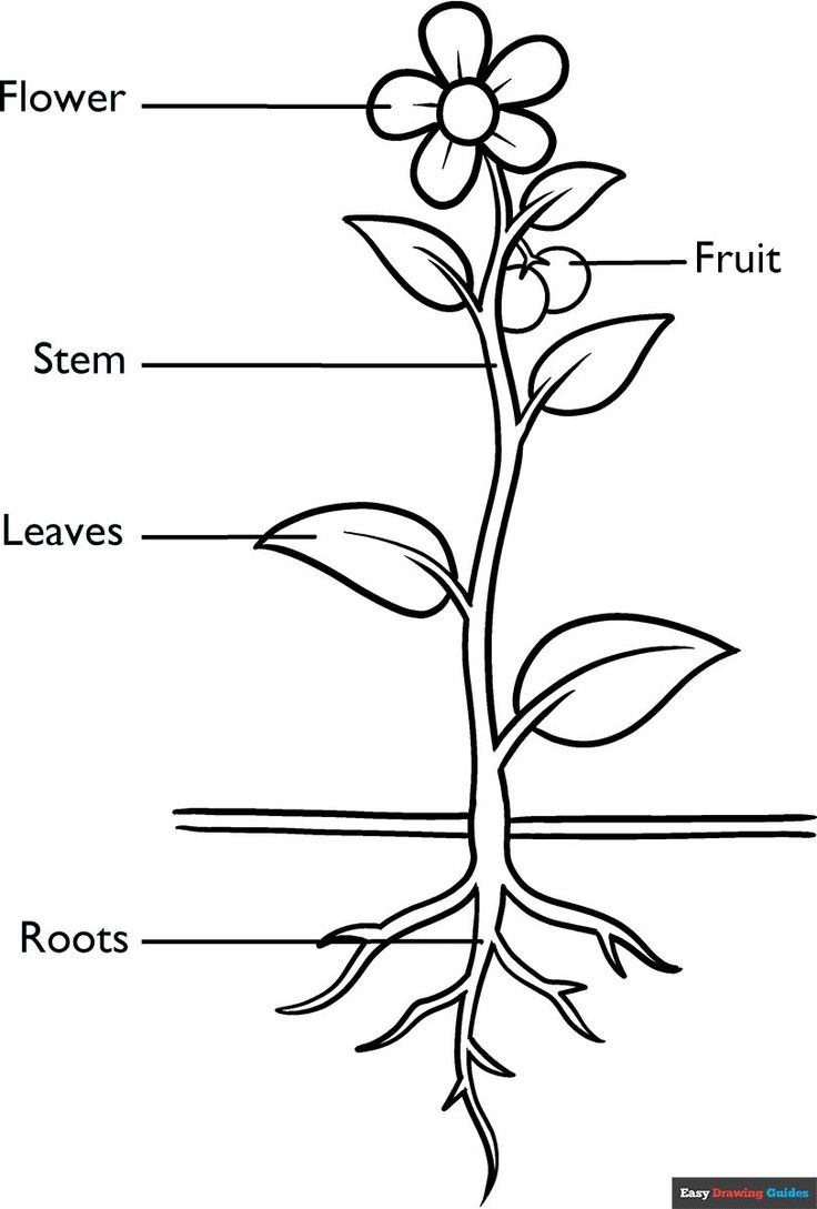 parts of a plant worksheet kindergarten