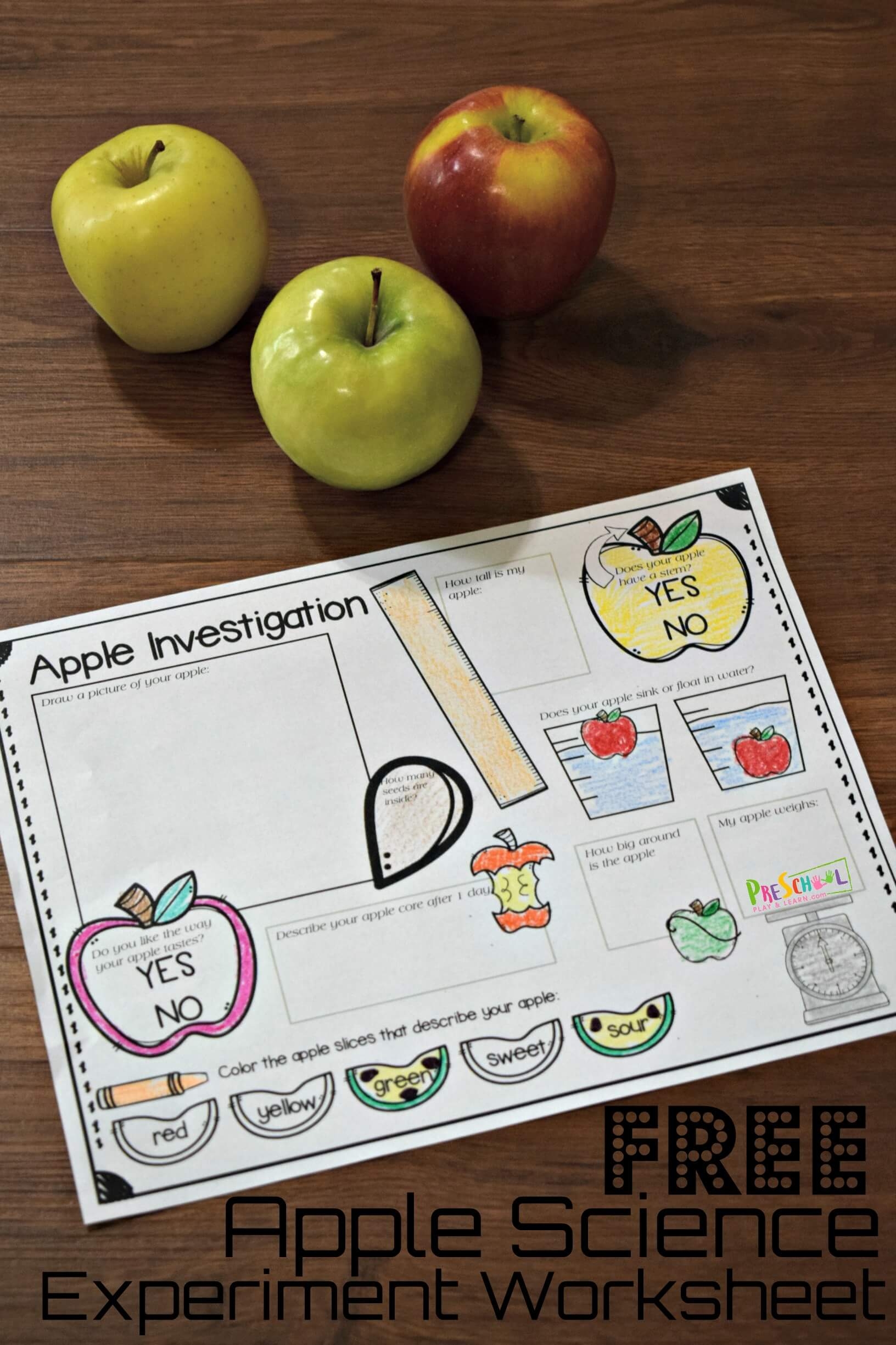 apple worksheets for kindergarten