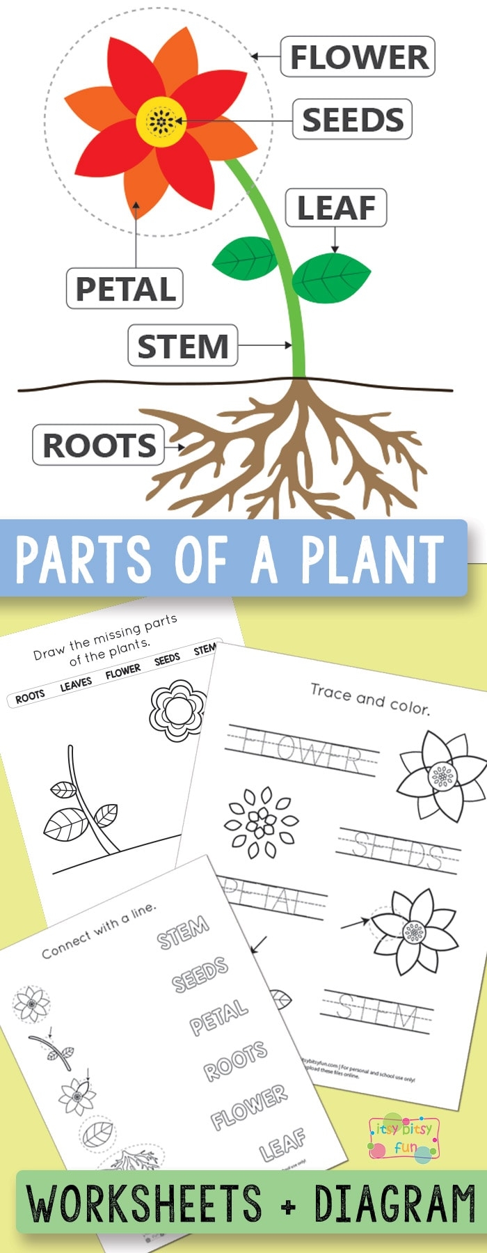 kindergarten plant worksheets
