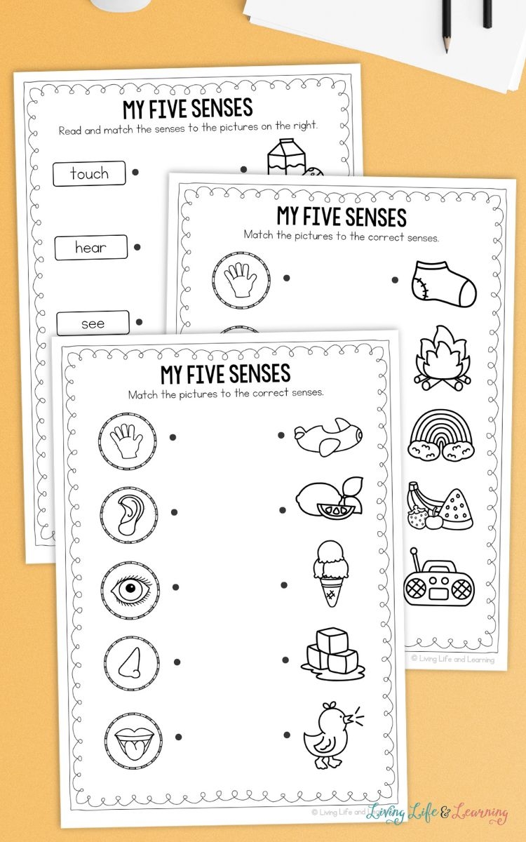 five senses worksheet for preschool