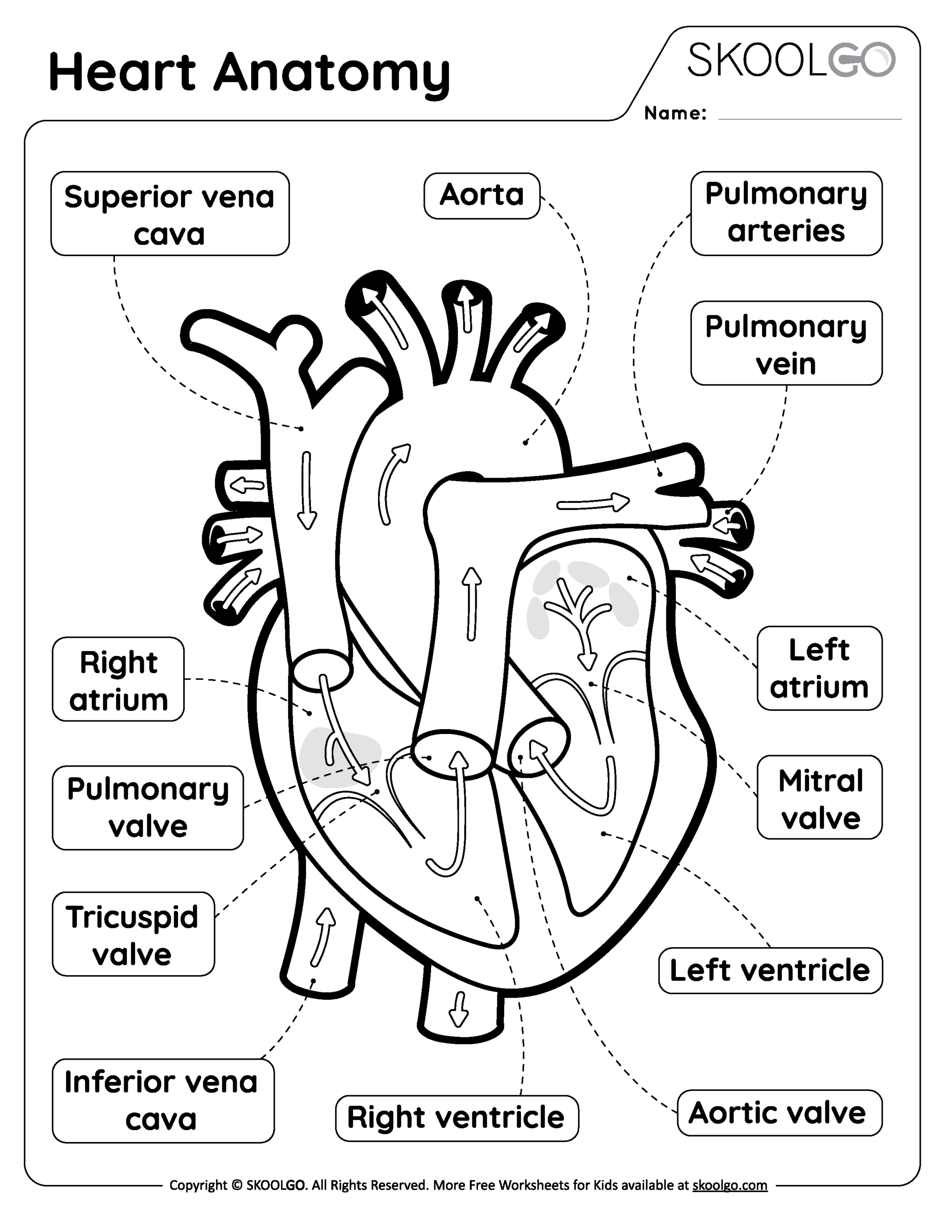 Heart Anatomy Free Worksheet For Kids SKOOLGO