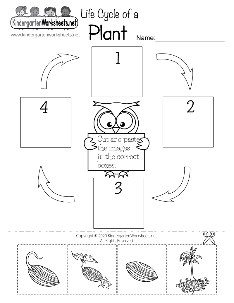 Life Cycle Of A Plant Worksheet Free Printable Digital PDF