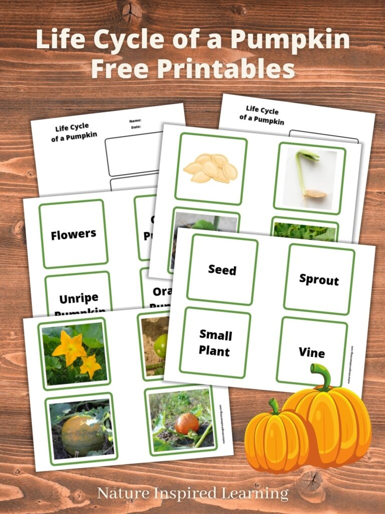 free printable pumpkin life cycle worksheet