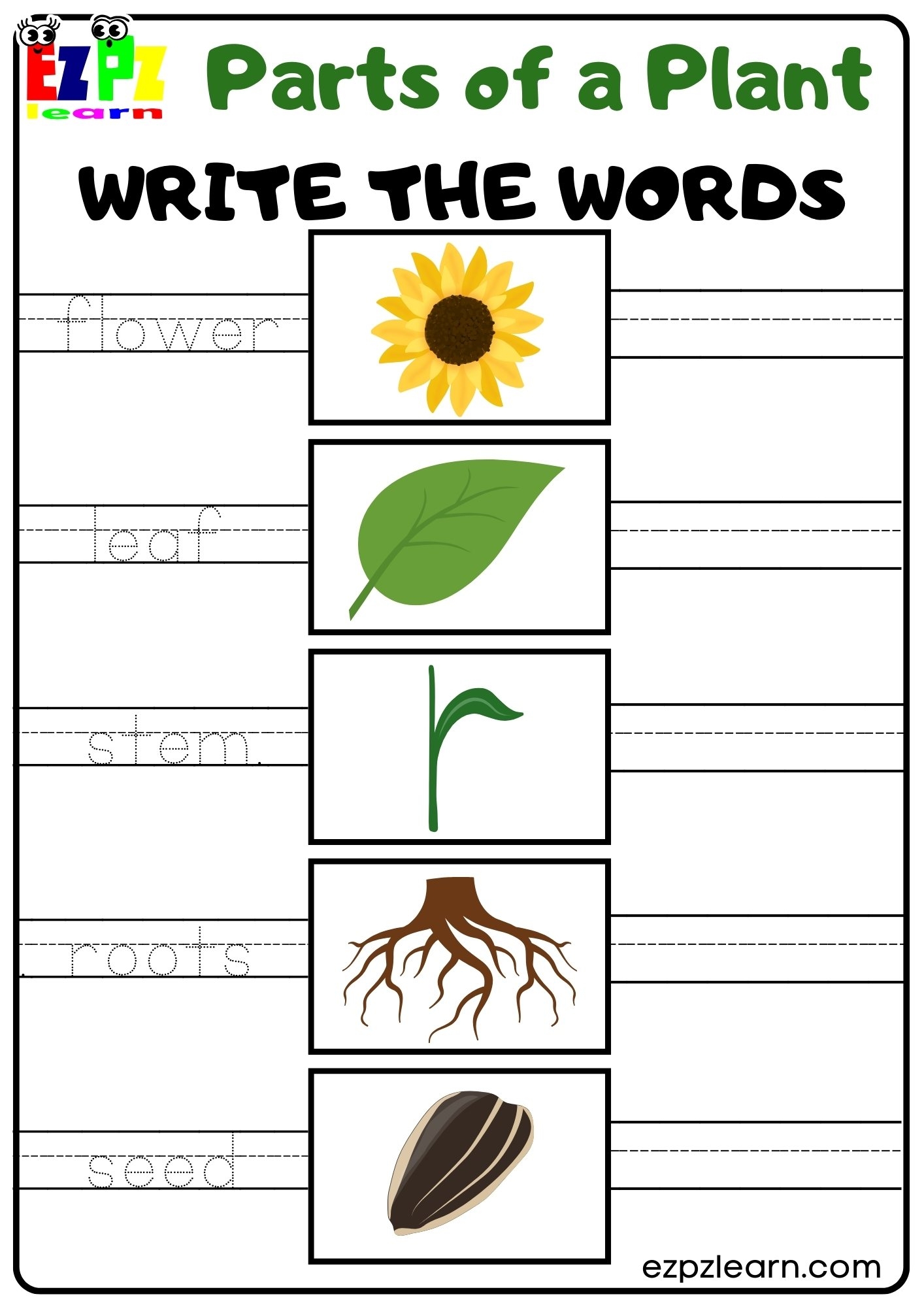 Parts Of A Plant Vocabulary Write The Words Activity For Kindergarten Or ESL Students Free Printable PDF Download Ezpzlearn