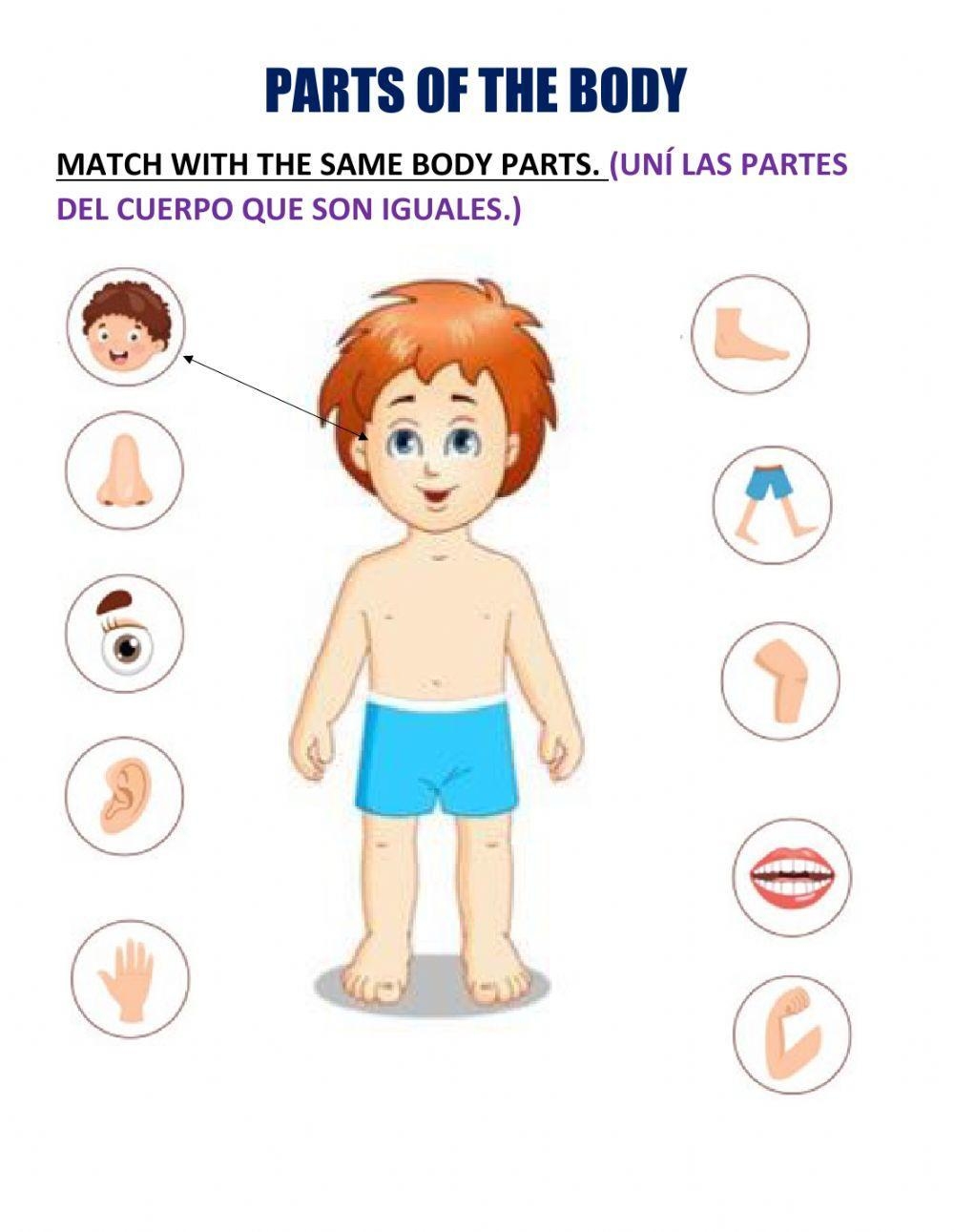 Parts Of The Body Online Exercise For KINDERGARTEN Worksheets Library