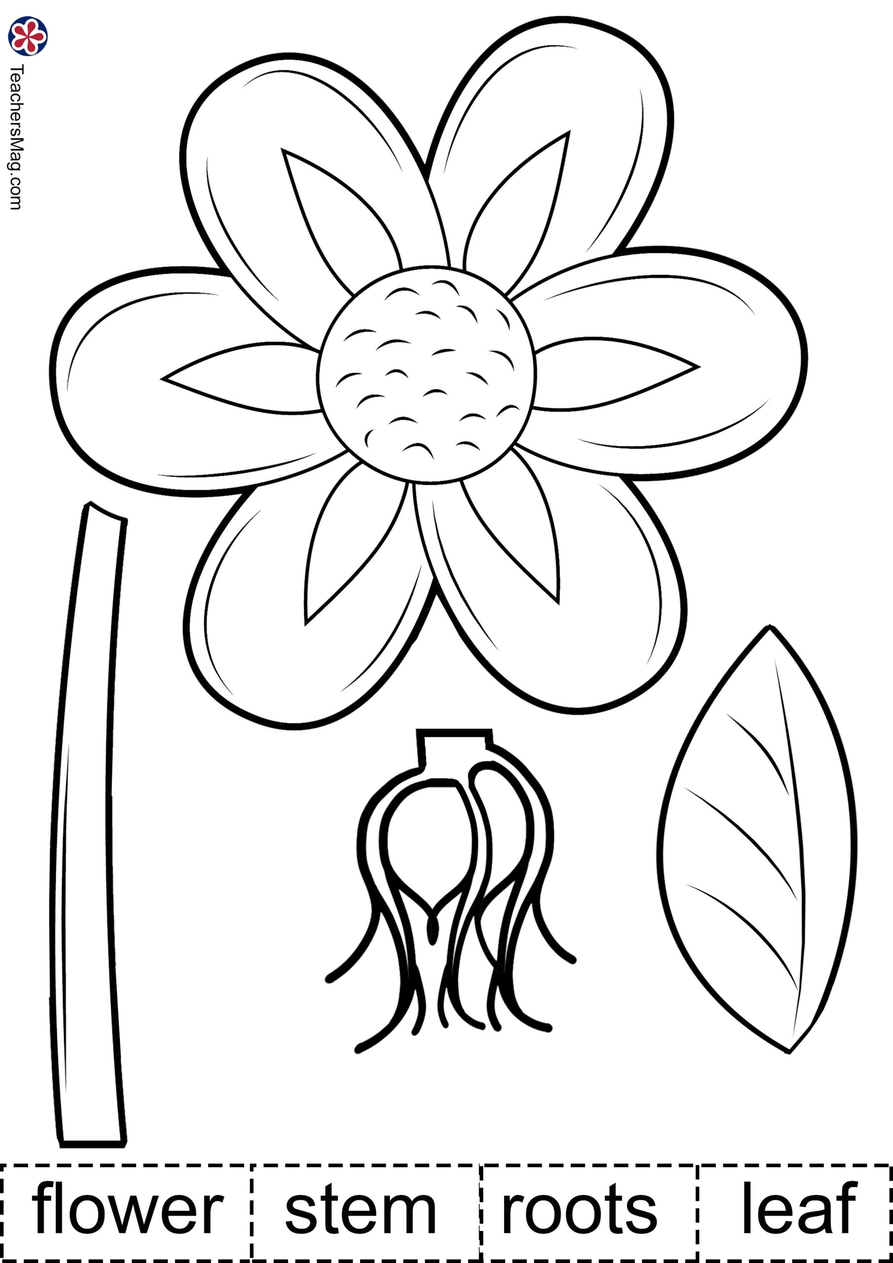 Plant Activities For Preschoolers Parts Of A Plant Worksheet TeachersMag