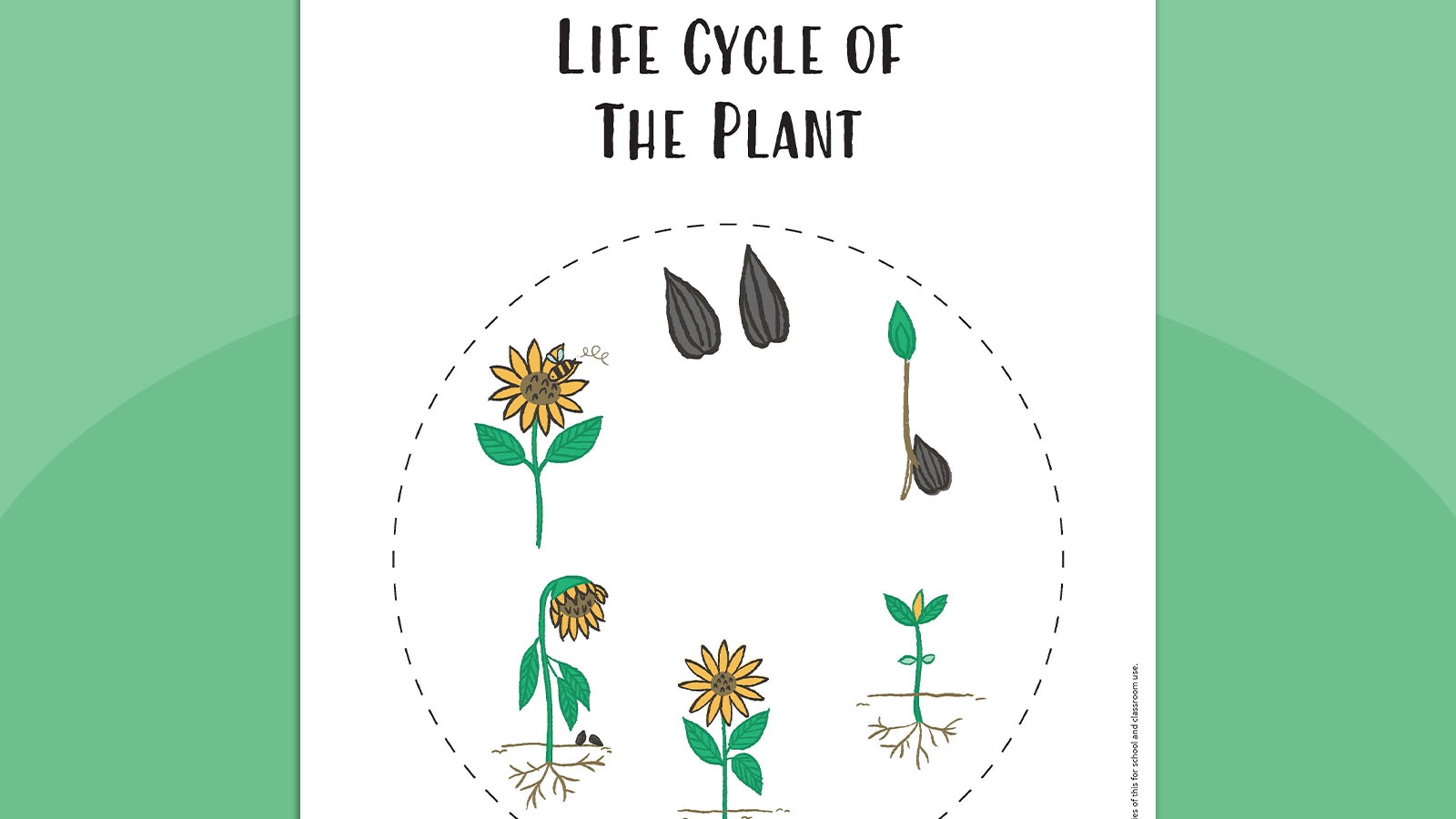 life cycle of plant worksheet kindergarten