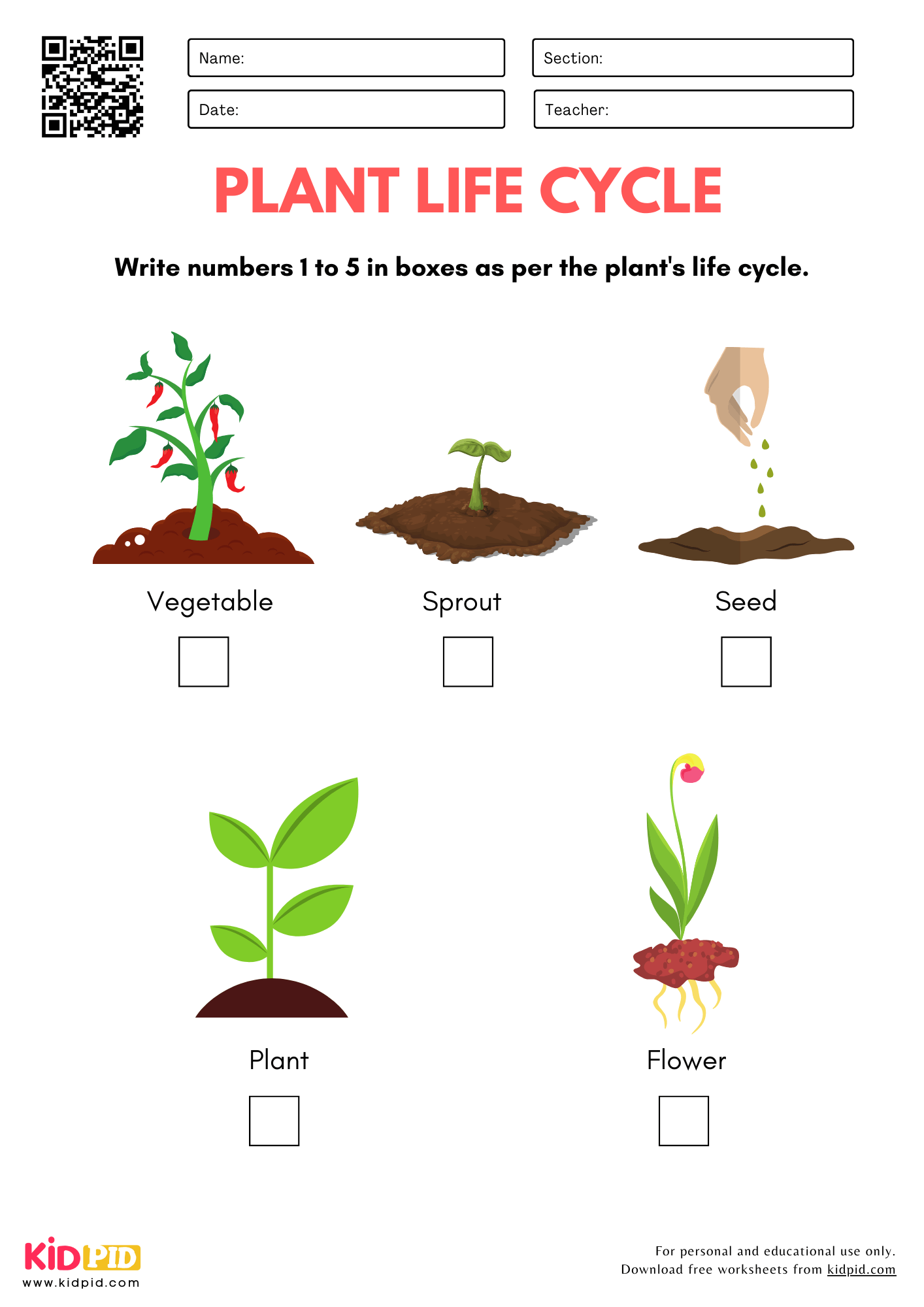 kindergarten science worksheets plants