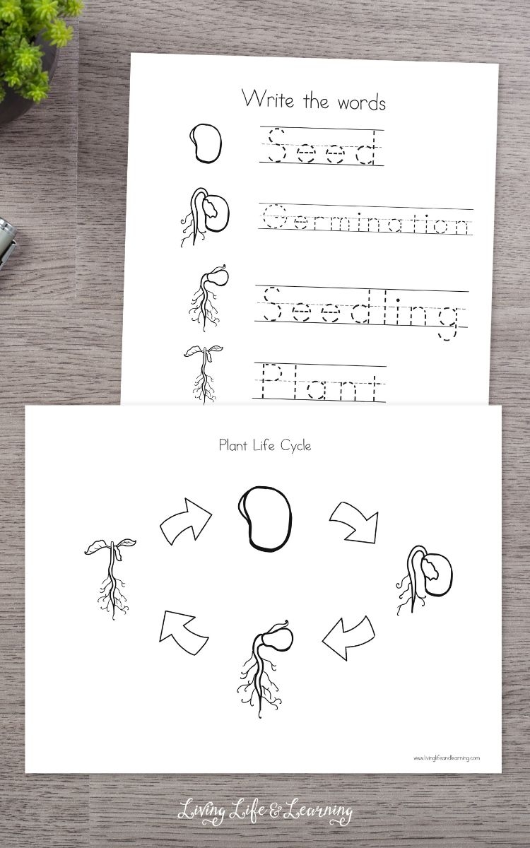 Plant Life Cycle Worksheets For Kids Learning About Beans