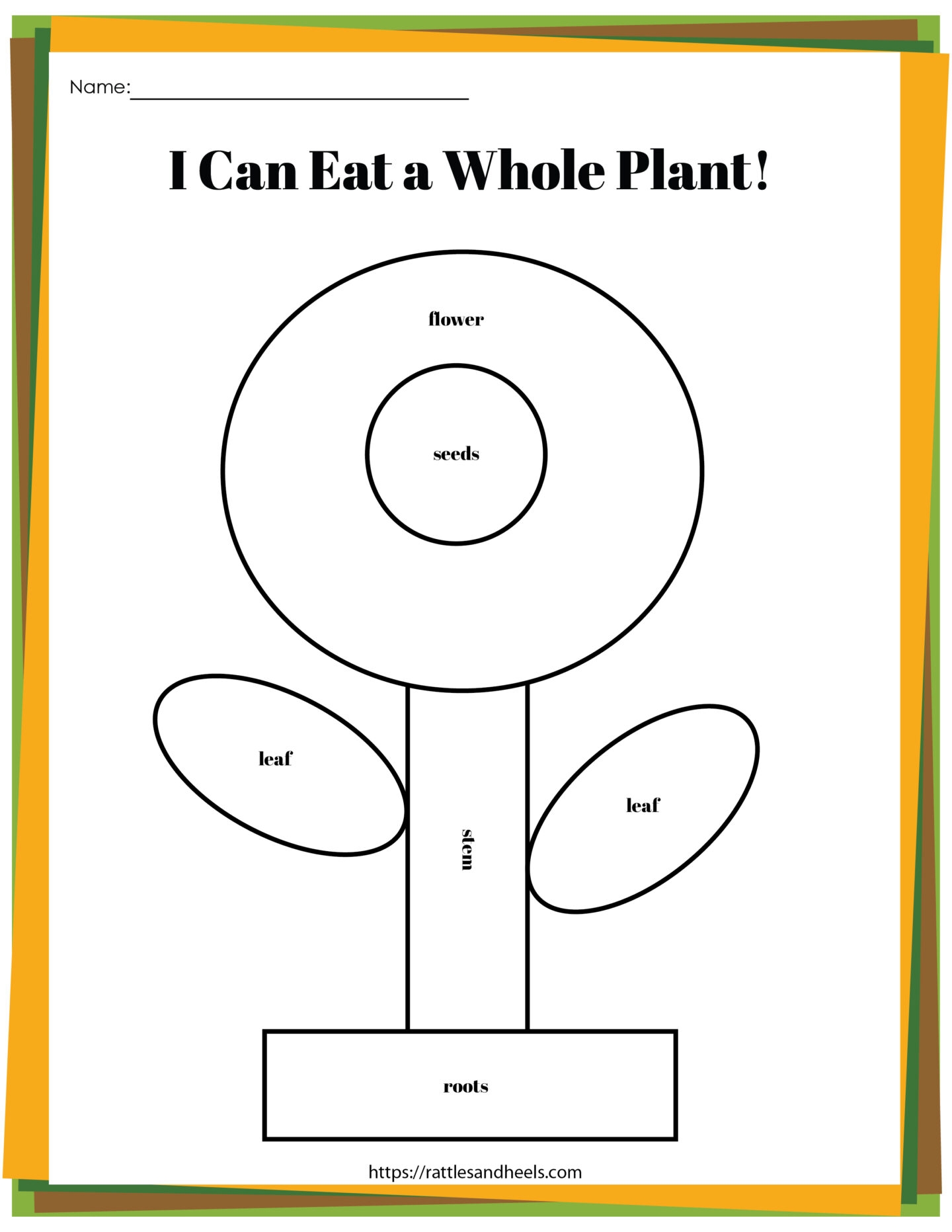Plant Life Cycle Worksheets Free Printables For Kids Adanna Dill