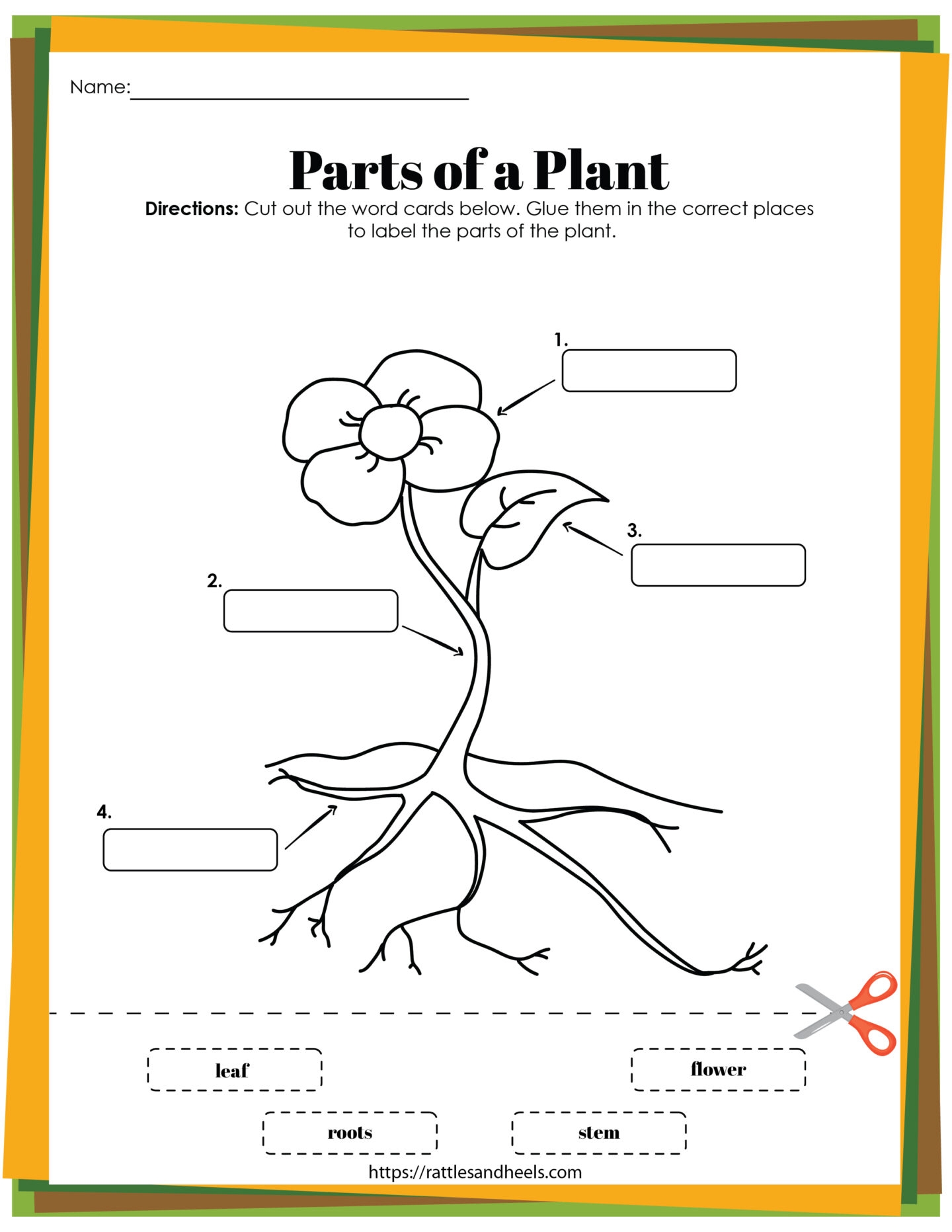 Plant Life Cycle Worksheets Free Printables For Kids Adanna Dill