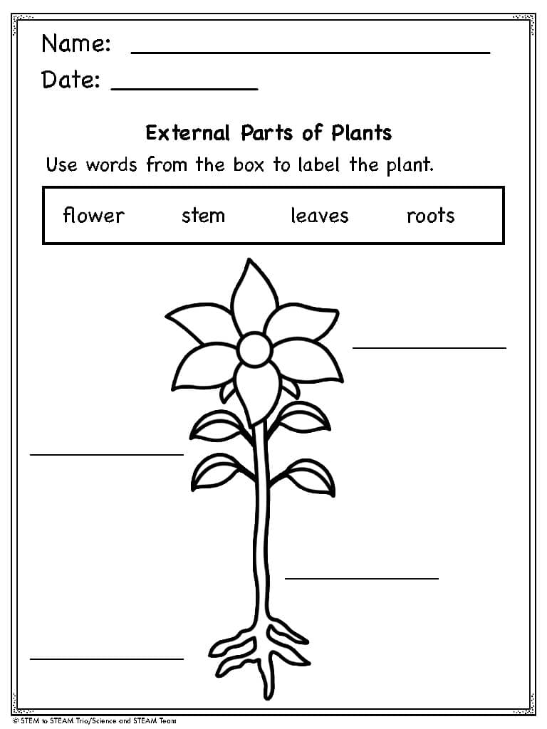 Plant Parts Reading Comprehension For Primary Grades By Science And STEAM Team