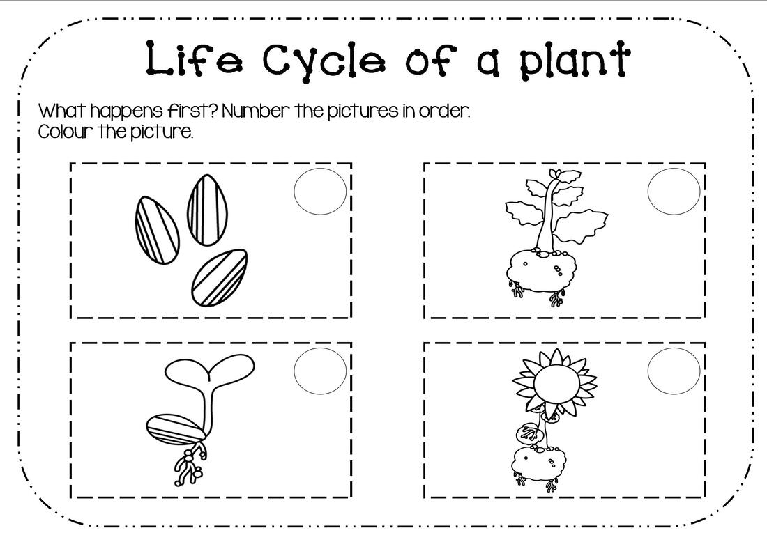 Plants My Resource Station Kindergarten