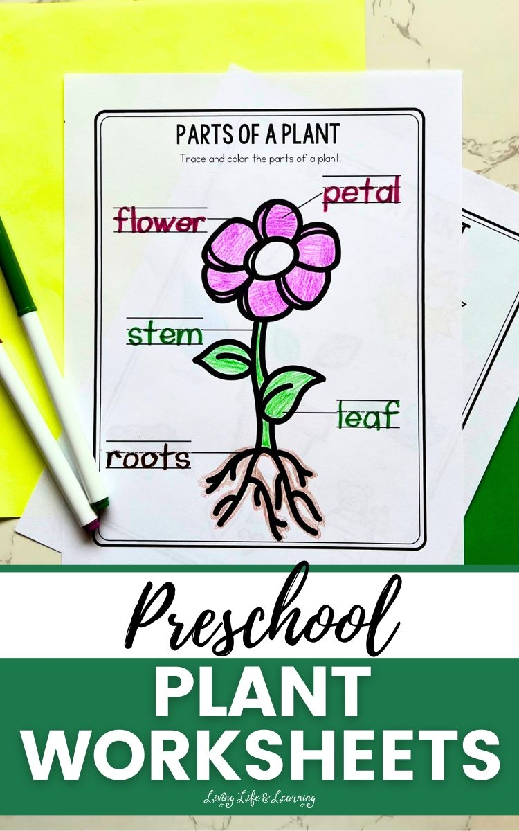 Preschool Plant Worksheets