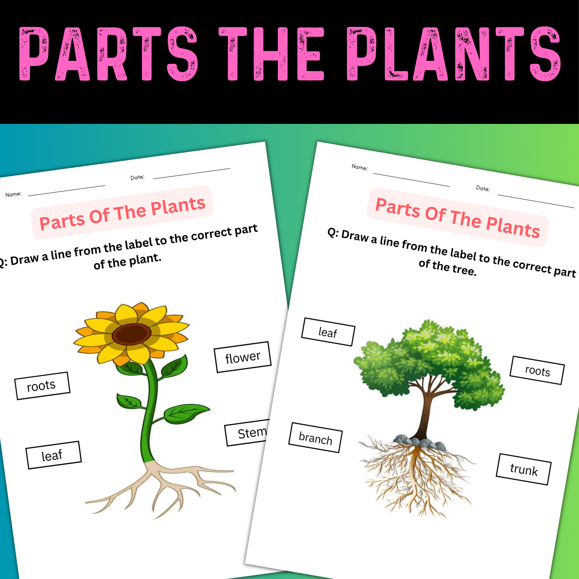 parts of plant worksheet kindergarten