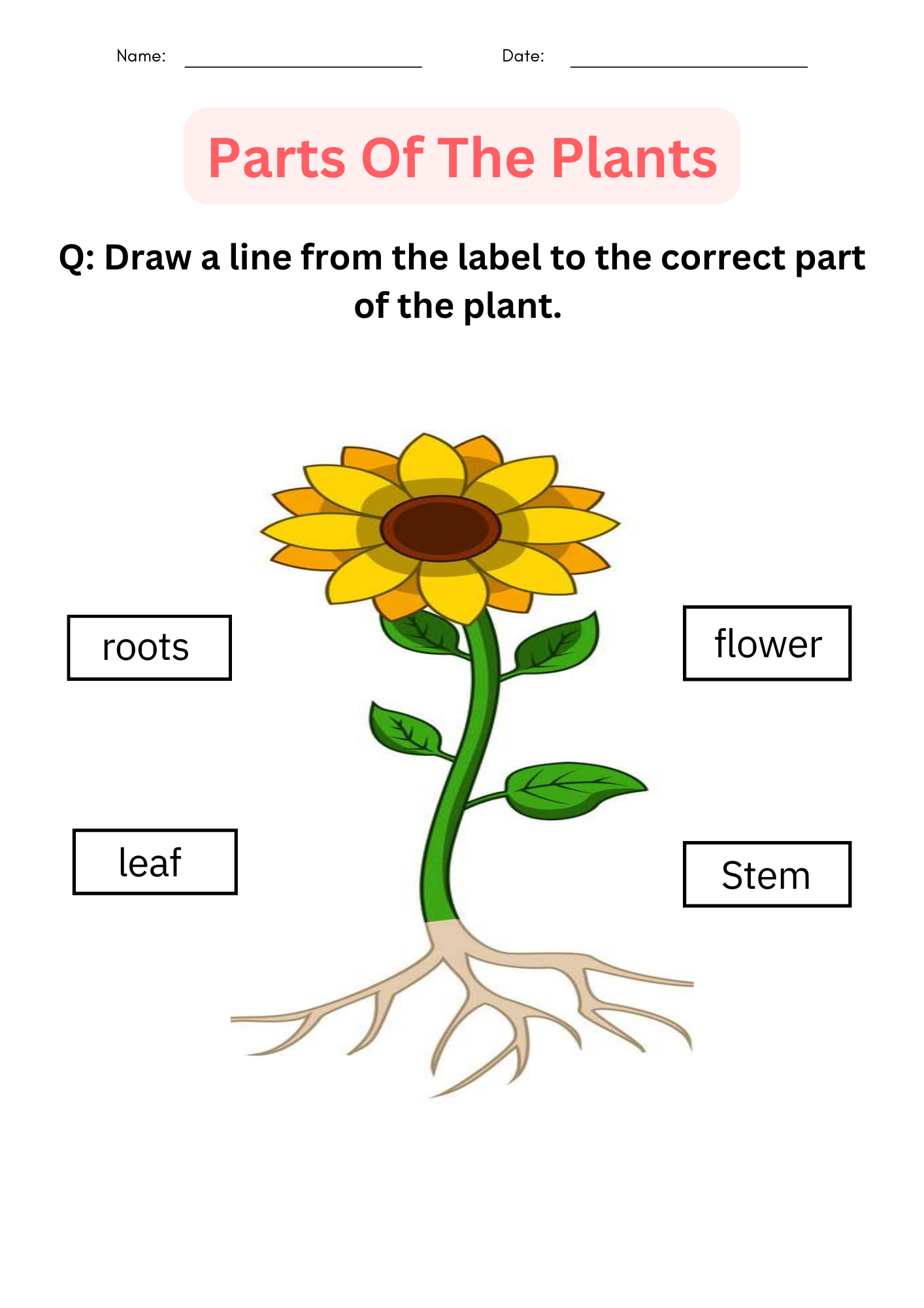 Printable Activities Parts Of A Plant Worksheet For Kindergarten Teaching Resources