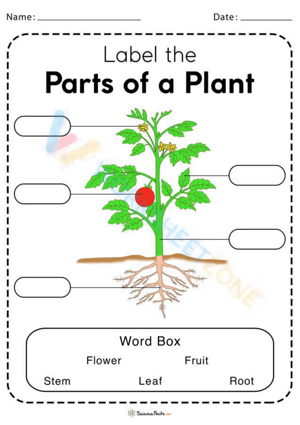 Printable Parts Of A Plant Worksheets