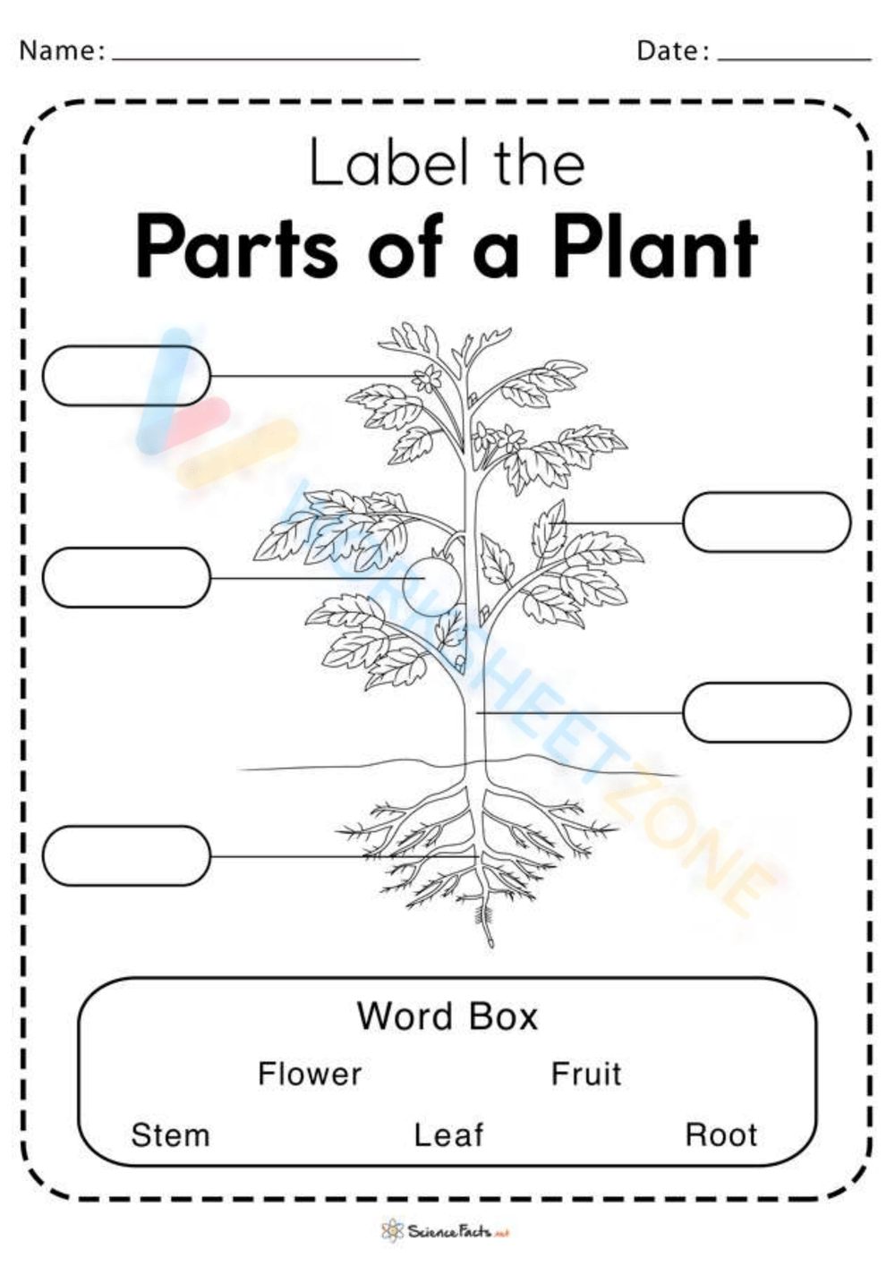 Printable Parts Of A Plant Worksheets