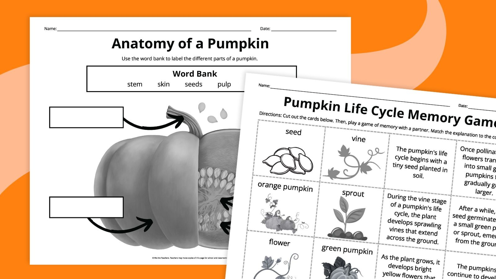 Pumpkin Life Cycle Worksheets For Kids Free Printables 