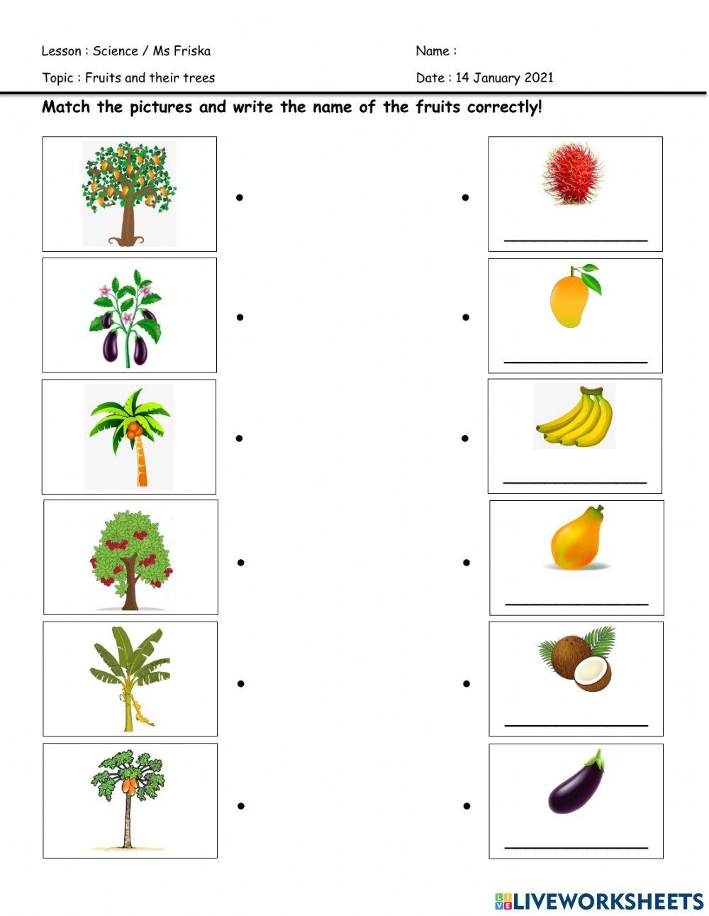 Science Online Exercise For Preschool Worksheets Library