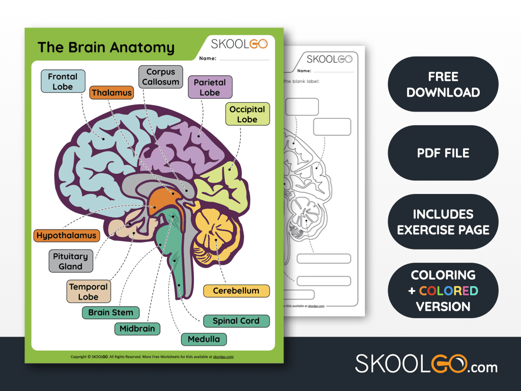 The Brain Anatomy Free Worksheet For Kids SKOOLGO