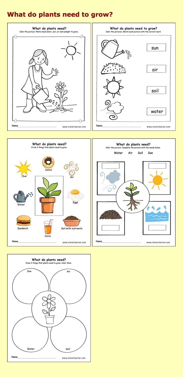 What Plants Need To Grow Worksheets For Preschools